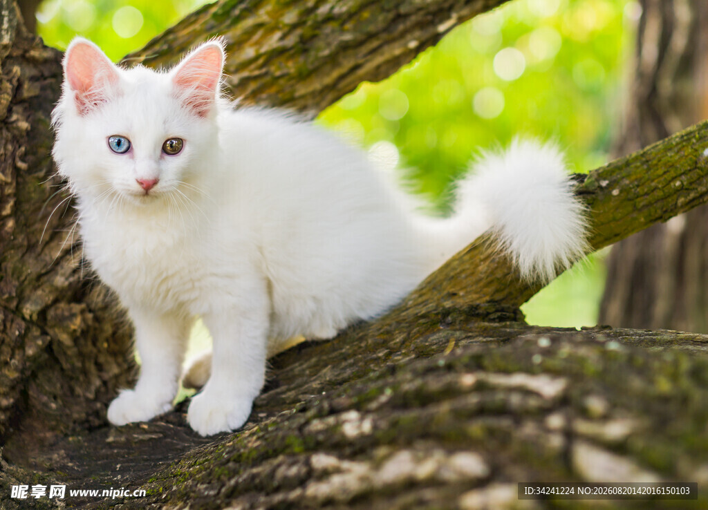 树上的白色小猫