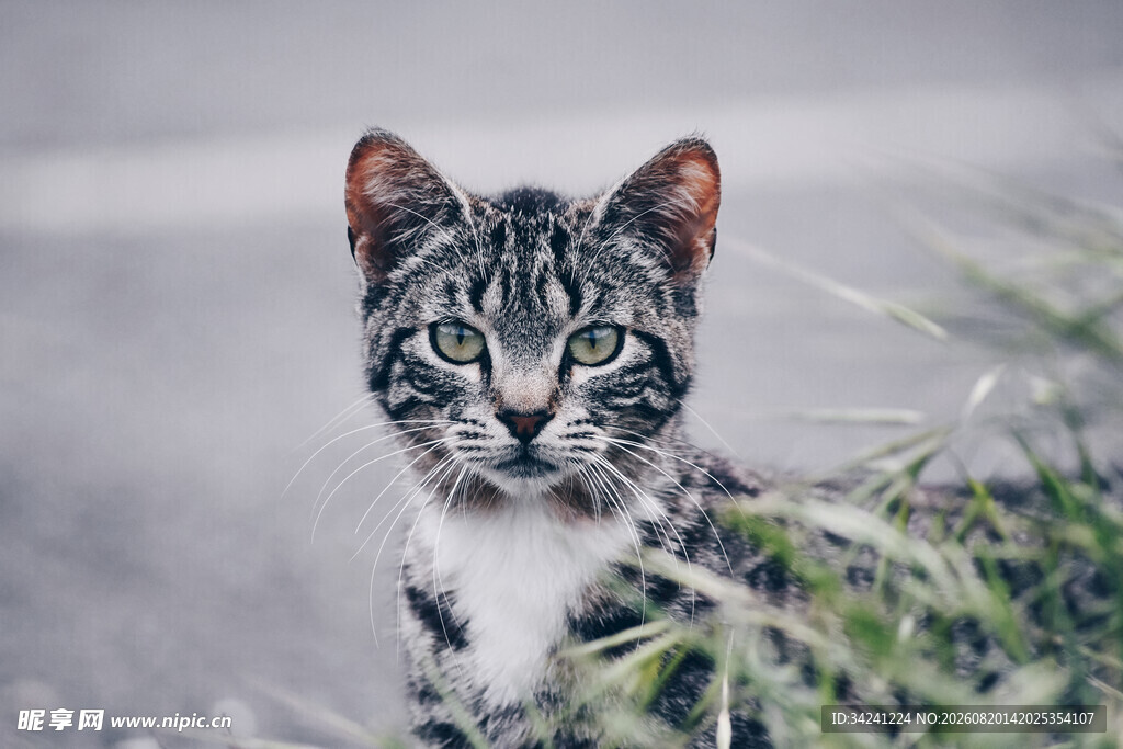 草丛中的可爱斑纹小猫