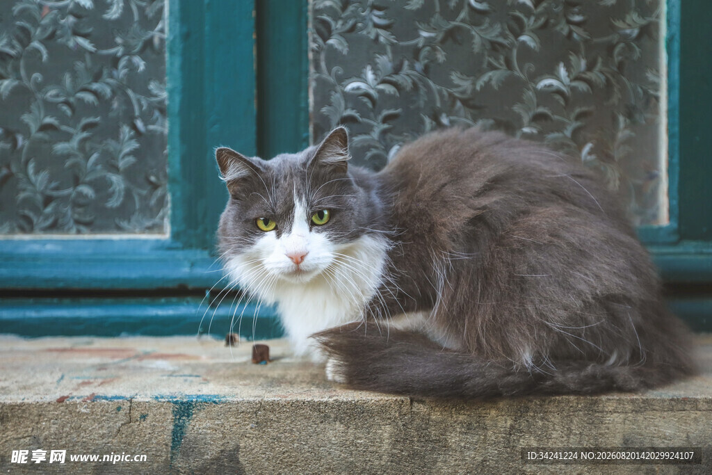 窗边猫咪静卧