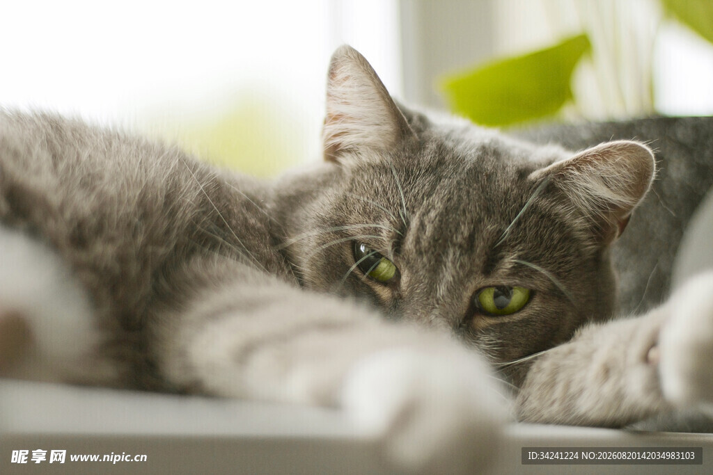 慵懒猫咪趴卧姿态