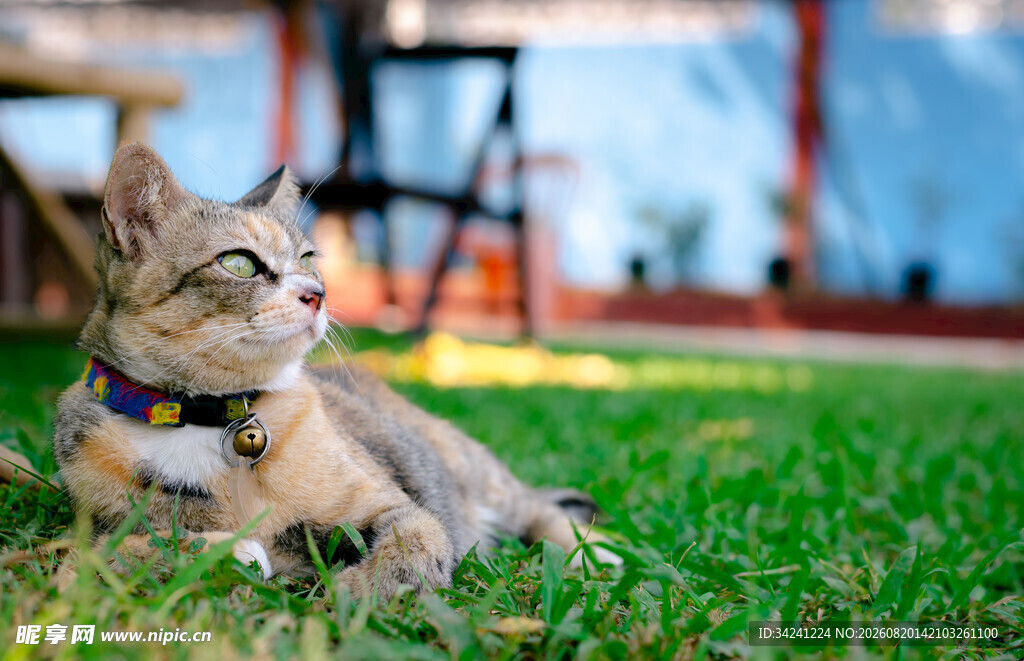 草地上惬意躺卧的猫咪
