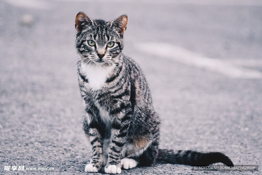 路边端坐的条纹猫咪