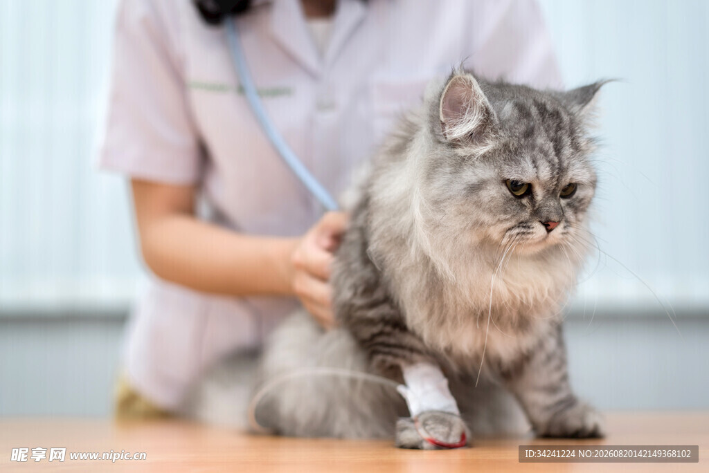 猫咪接受兽医检查