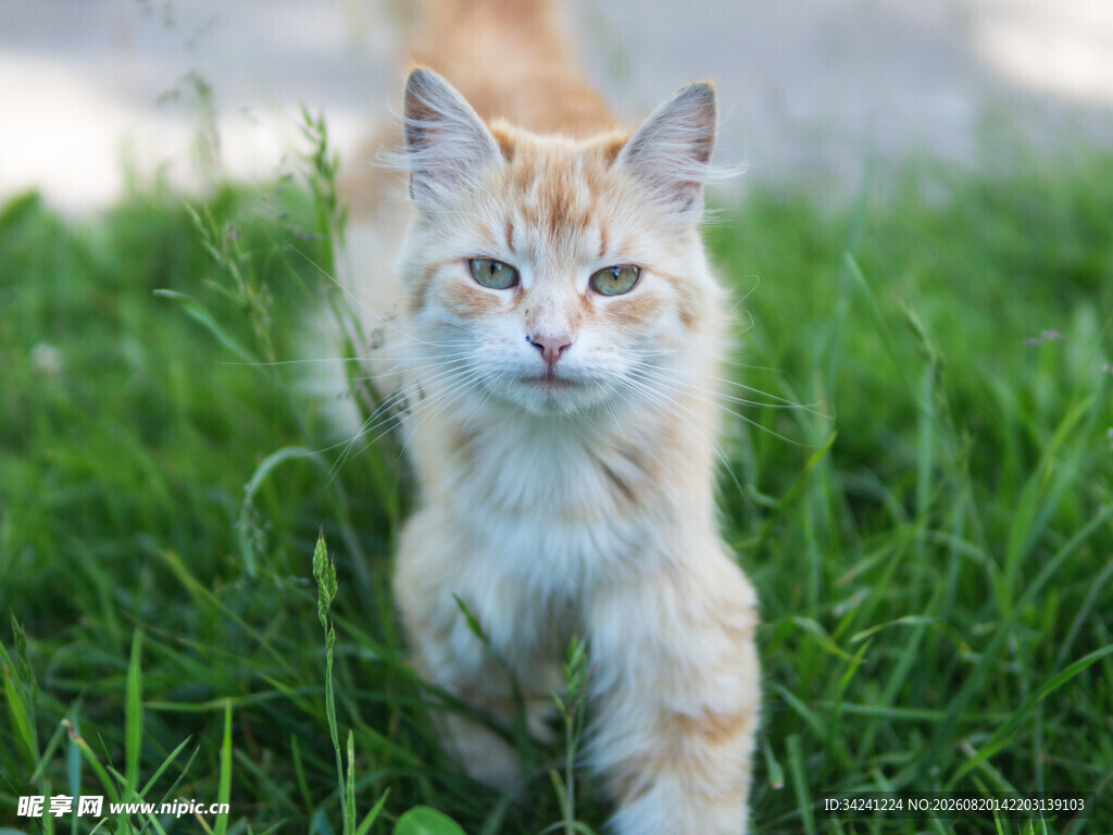草地上的长毛猫咪