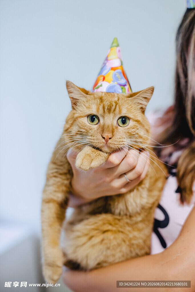 戴帽橘猫被温柔捧在手中