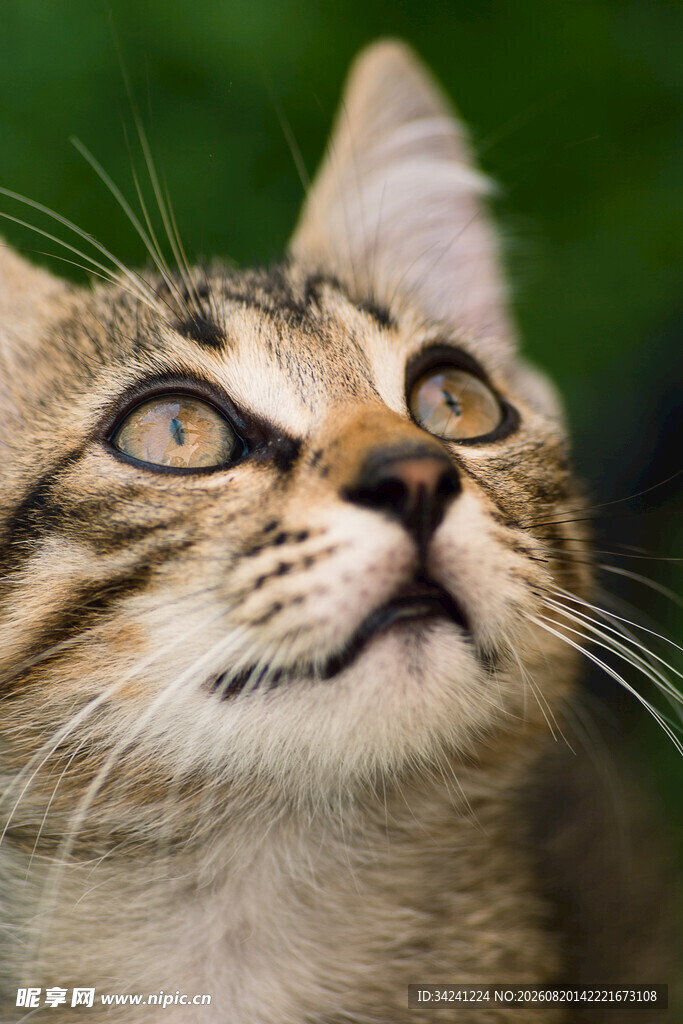 仰头小猫眼神灵动可爱