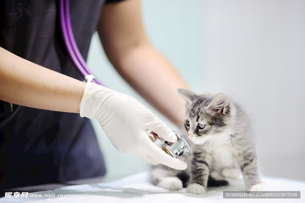 兽医为小猫做检查