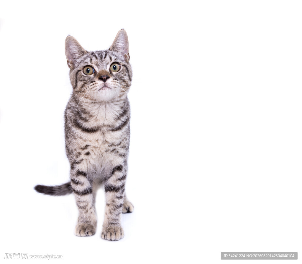 可爱虎斑猫坐立姿态