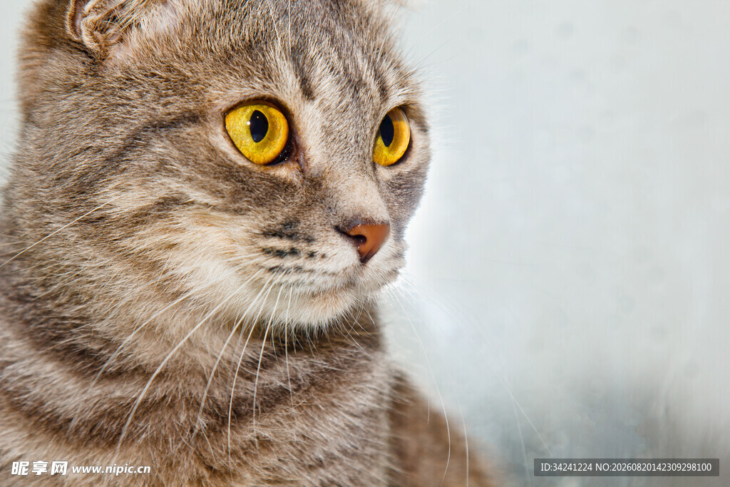 凝视的灰猫