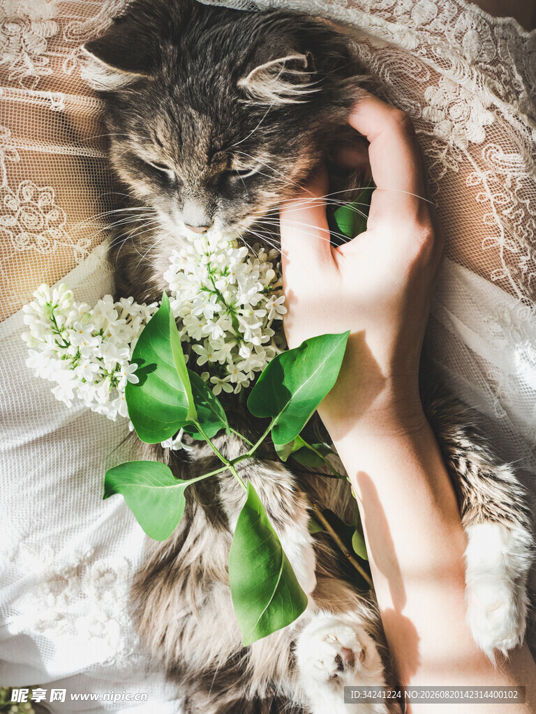 手抚猫咪伴花温馨时刻