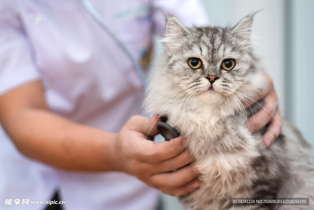 猫咪接受兽医检查