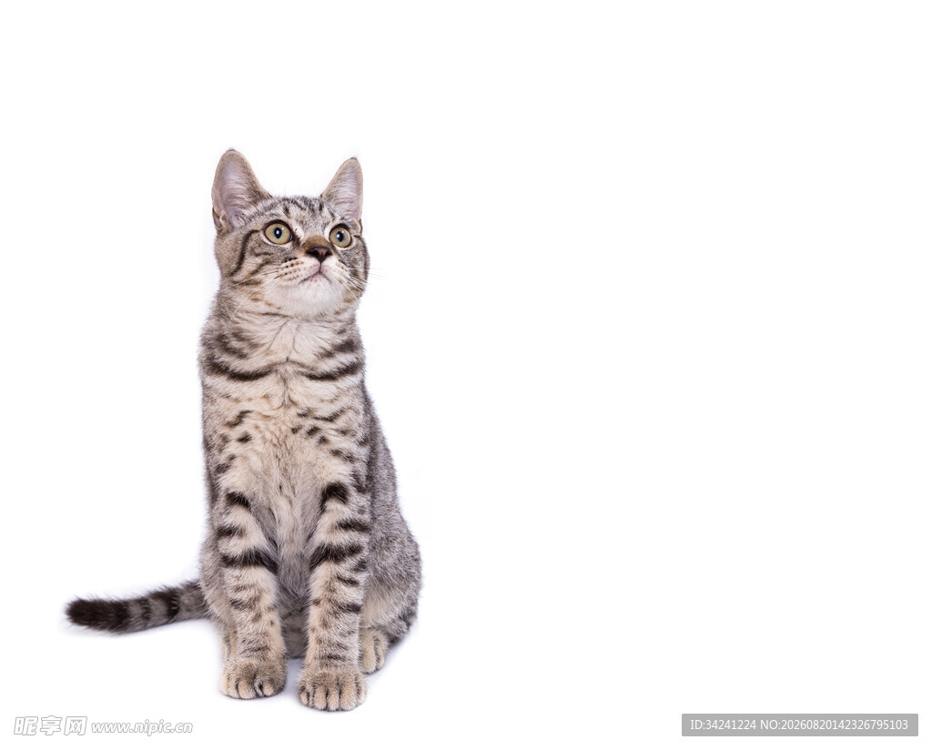可爱条纹猫咪端坐