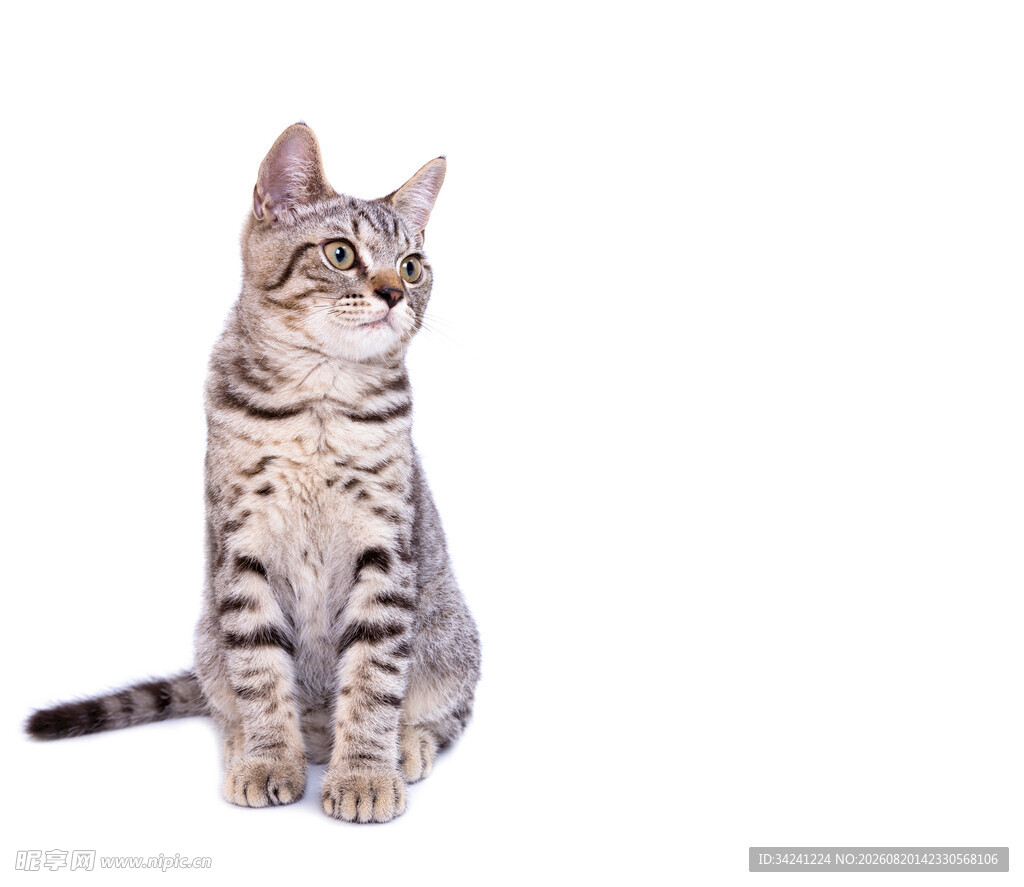坐着的斑纹猫咪