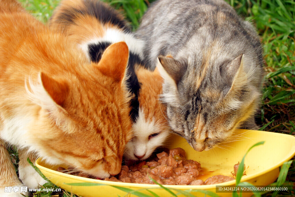 两只猫咪共食美味猫粮
