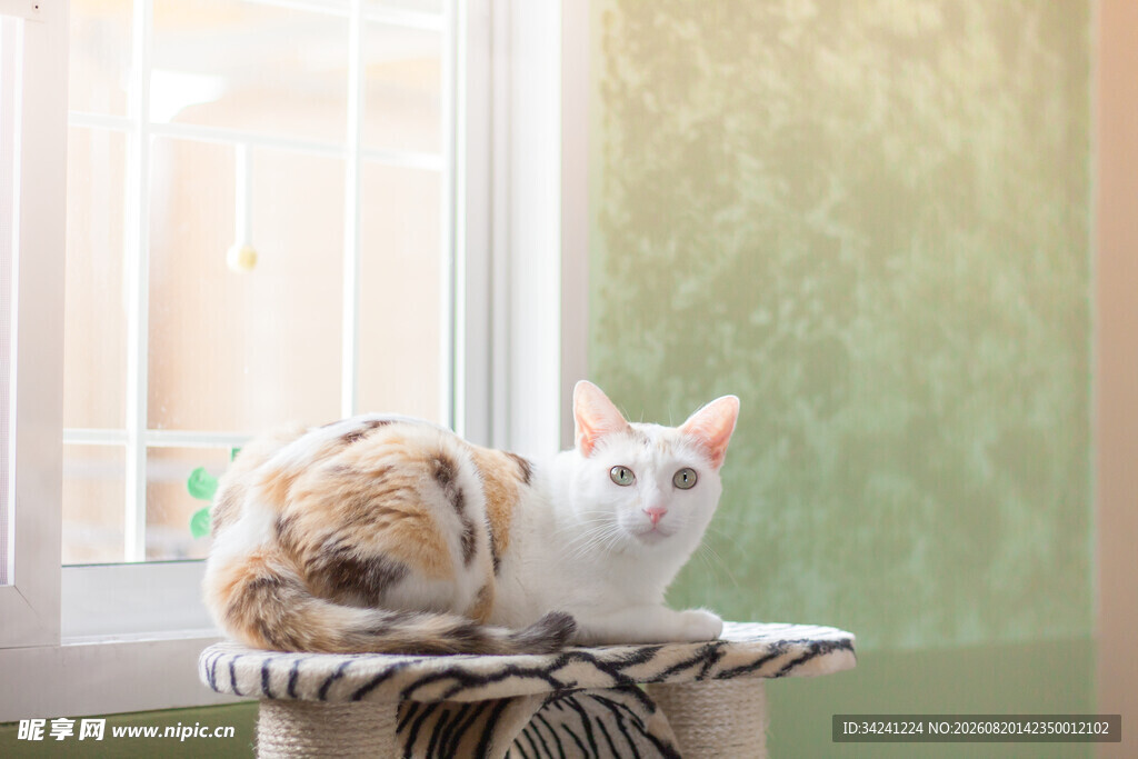 窗边猫咪惬意趴窝