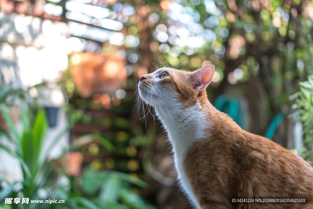 仰头猫咪身处绿植间