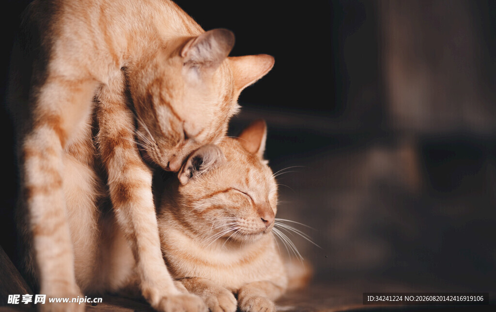 亲昵橘猫依偎温馨时刻