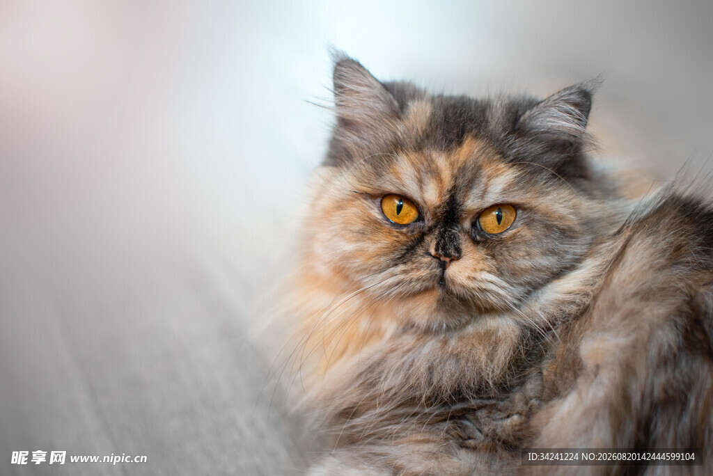 长毛猫特写