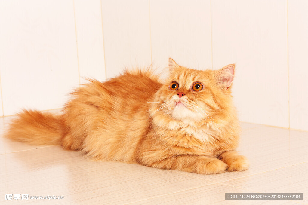 橘色长毛猫慵懒趴地