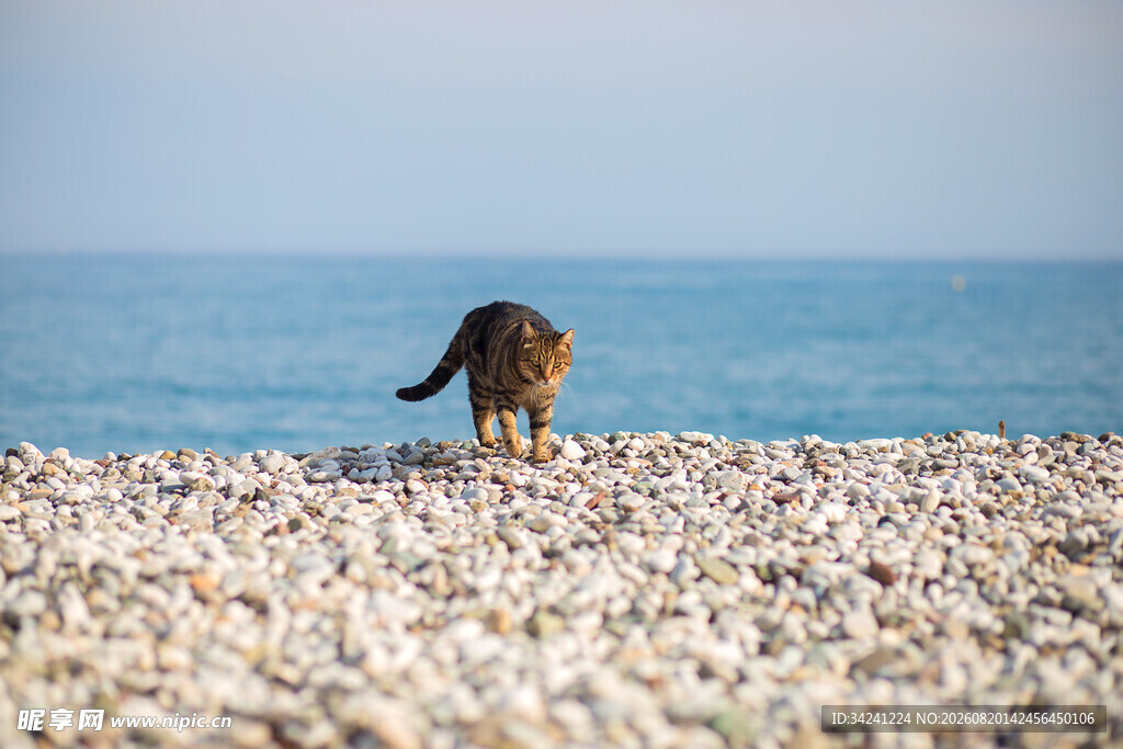 海滩上的猫咪