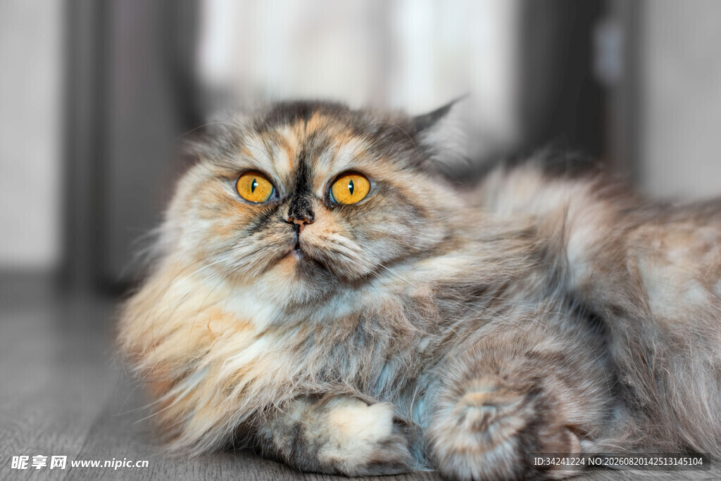 长毛猫侧卧眼神灵动