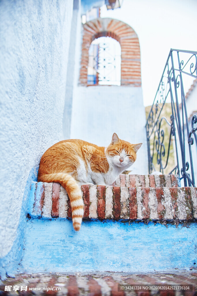 蓝墙边小憩的橘猫