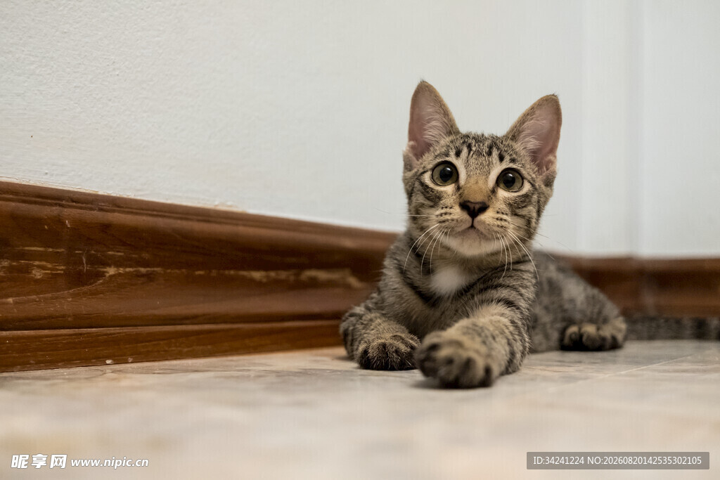可爱小猫咪趴地望向上方