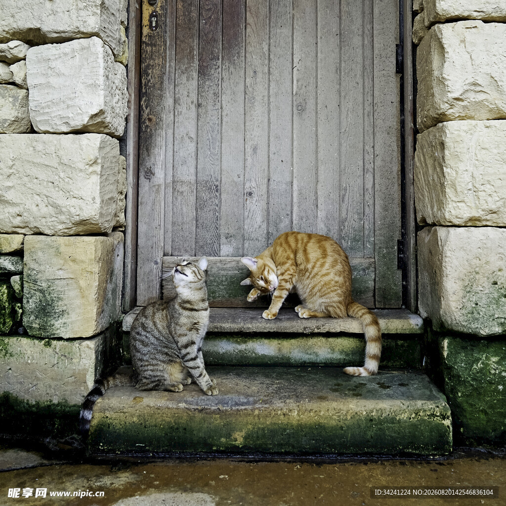 石屋门前的两只猫咪