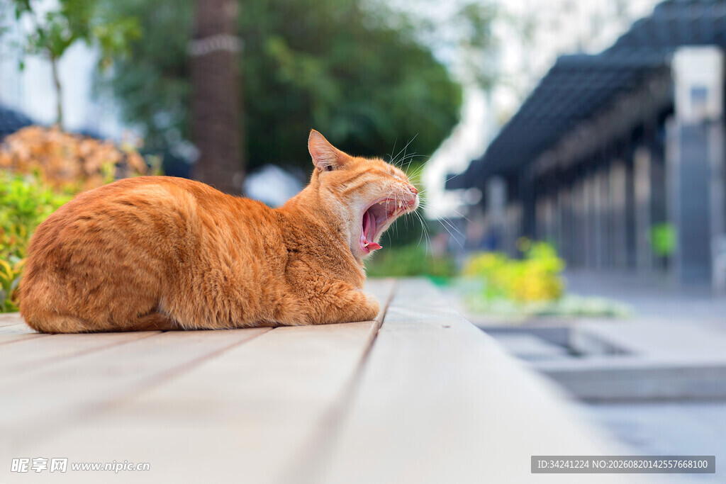 橘猫惬意打哈欠