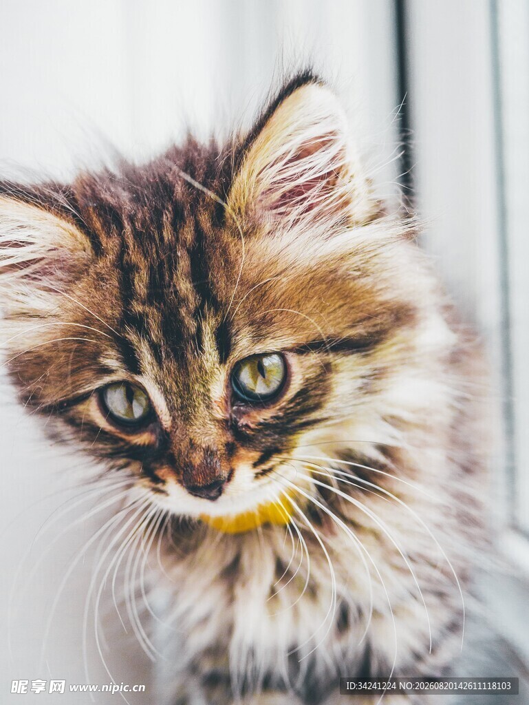 可爱长毛小猫歪头卖萌