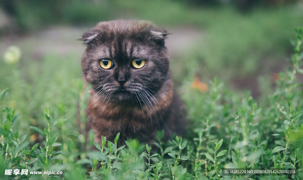 草丛中的可爱折耳猫
