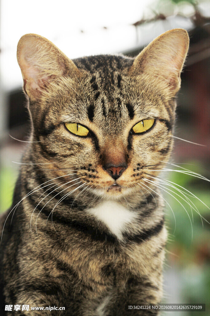 凝视的斑纹猫