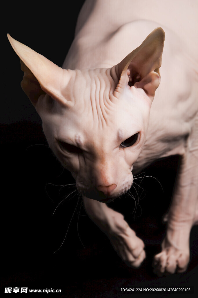 无毛猫低头特写