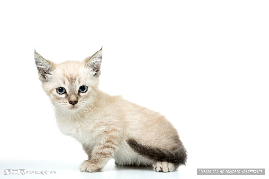 可爱小猫咪独坐
