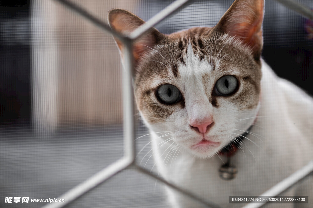 可爱猫咪透过网格好奇张望