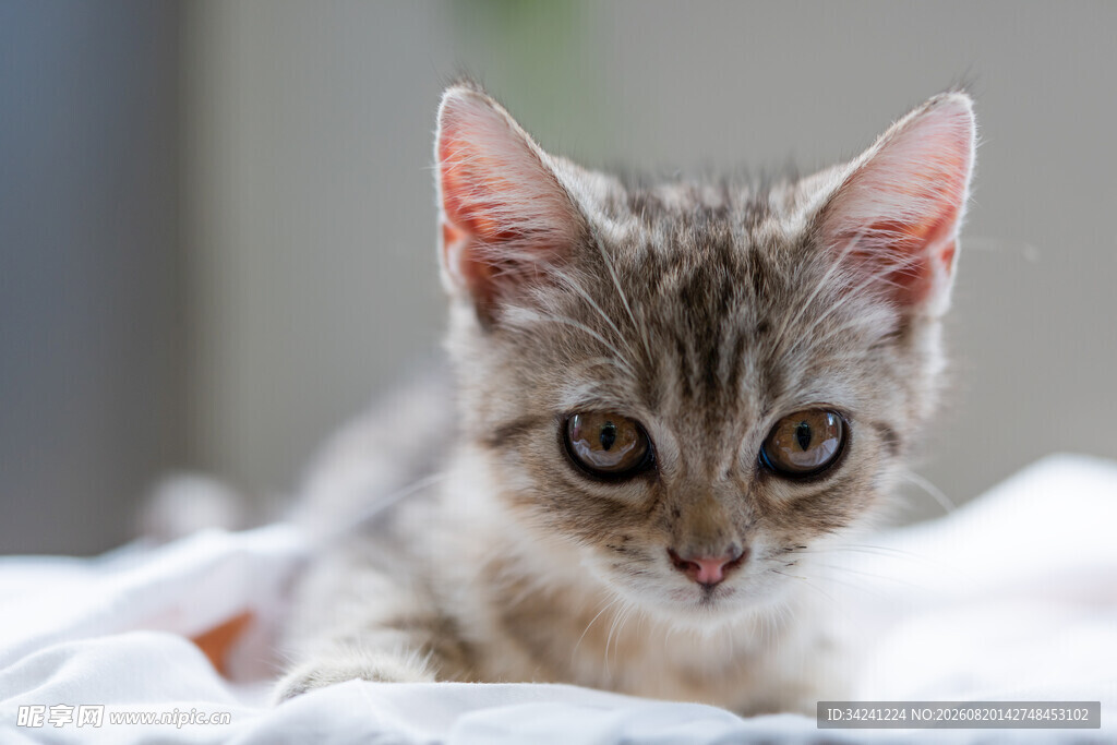 可爱小猫咪趴卧