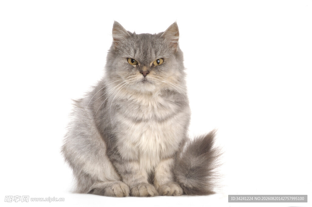 坐着的灰毛猫咪