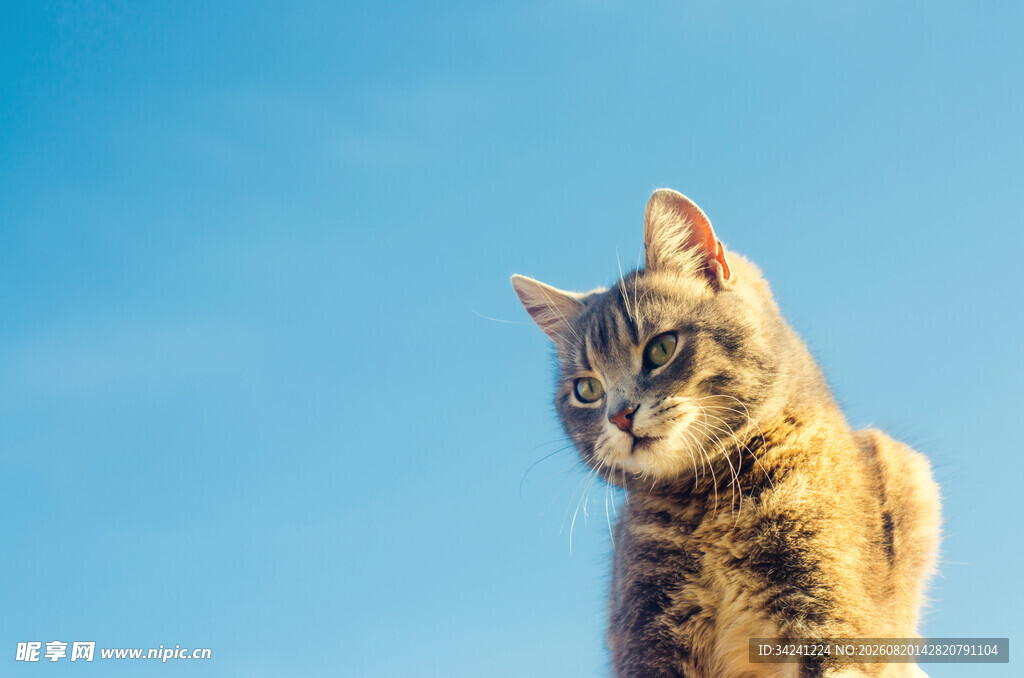 阳光下的猫咪