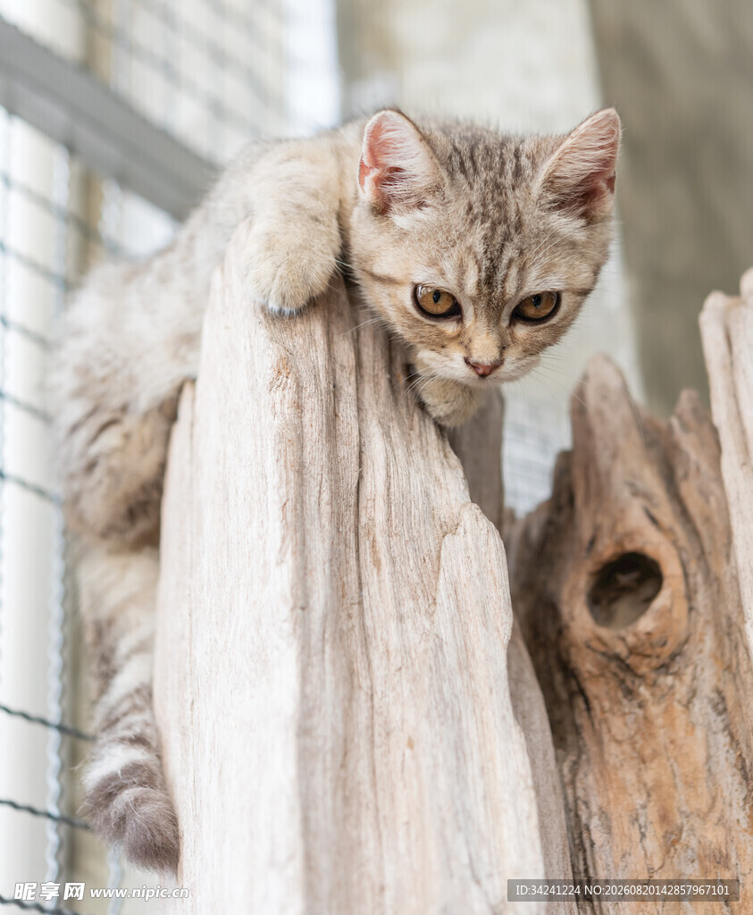 猫咪趴木柱好奇张望