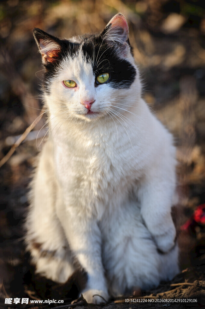 黑白花猫坐于户外