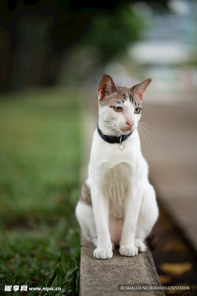 白棕猫咪坐于石上