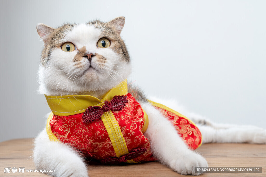 穿唐装的可爱猫咪