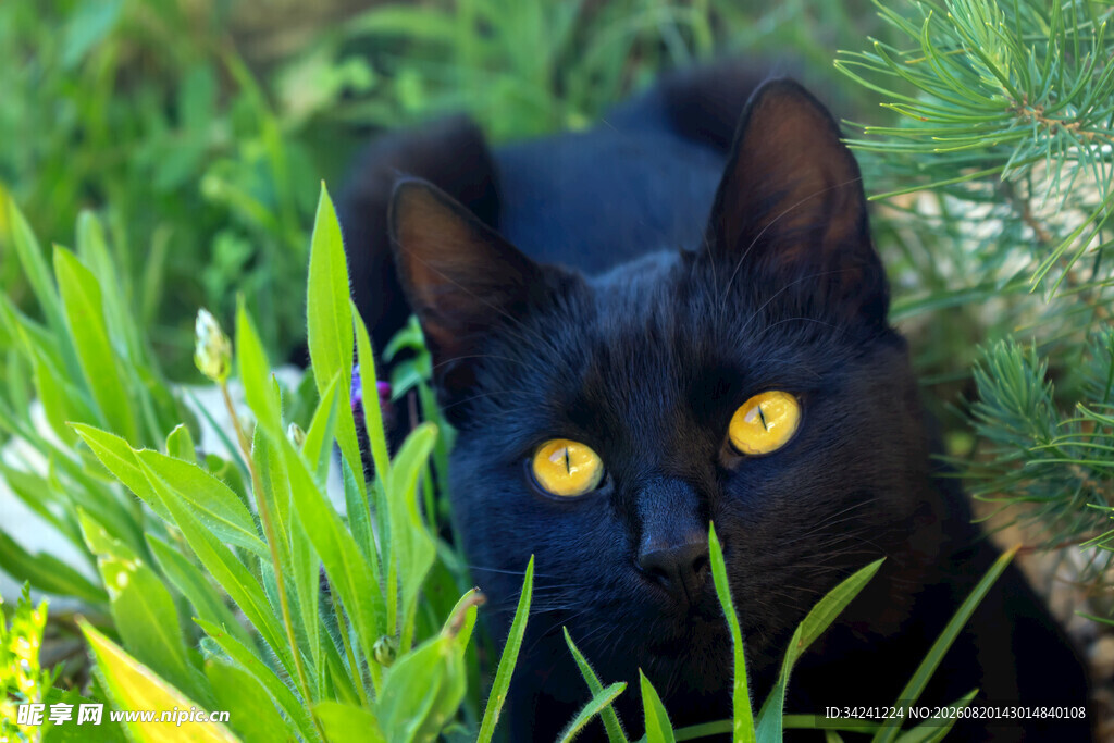 草丛中的黑猫
