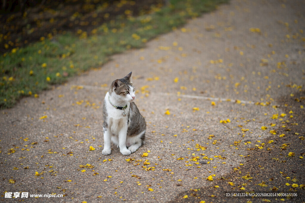 路边静坐的猫咪