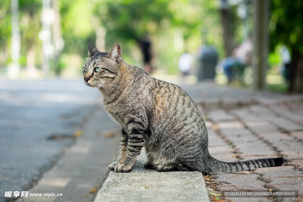 路边蹲坐的条纹猫咪