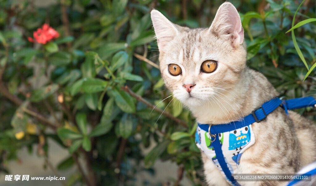 戴牵引绳的可爱小猫