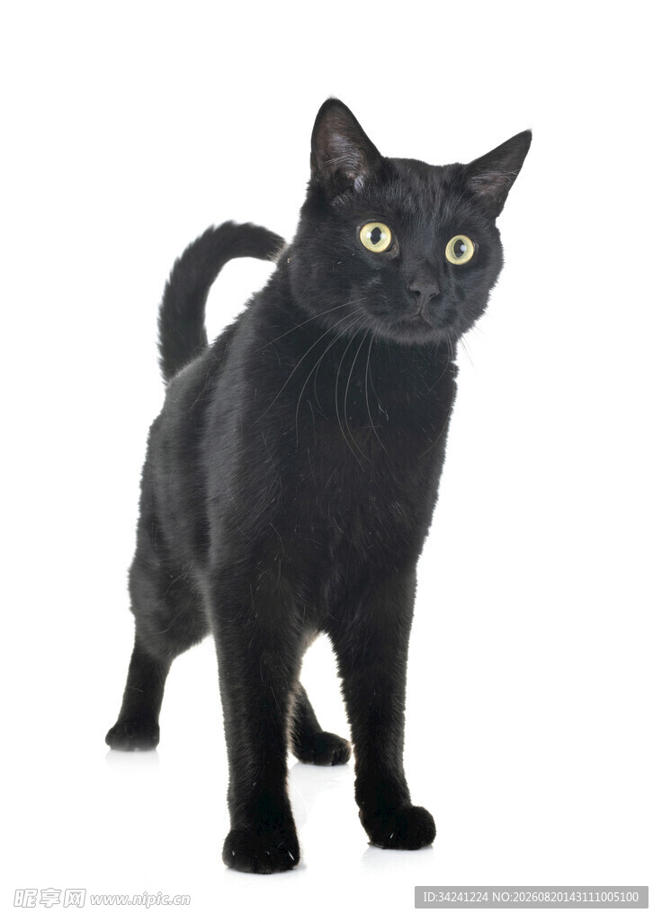 站立的黑猫