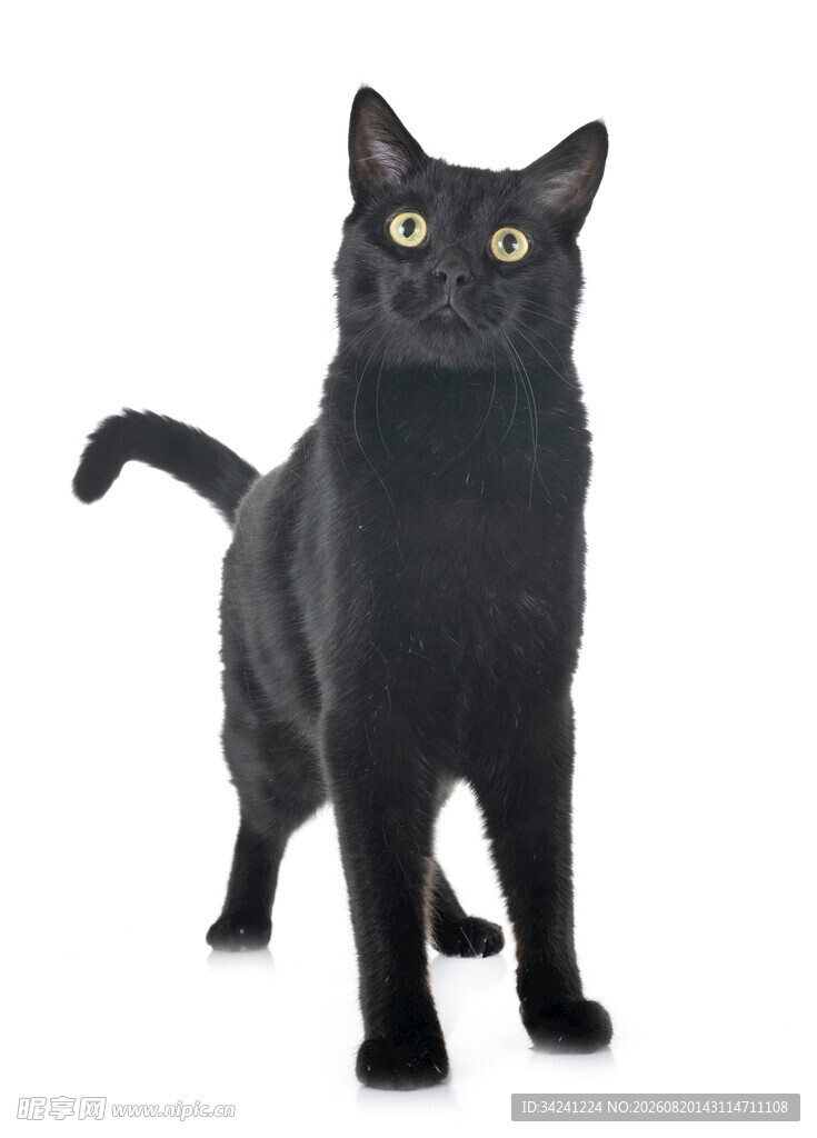 黑猫立姿特写