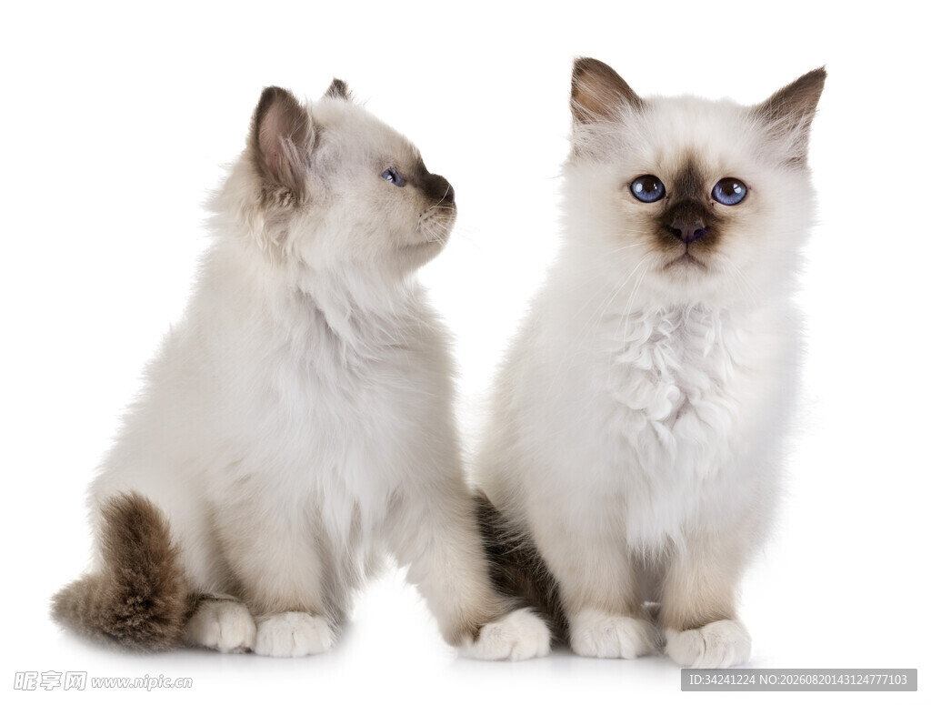 两只可爱的暹罗小猫