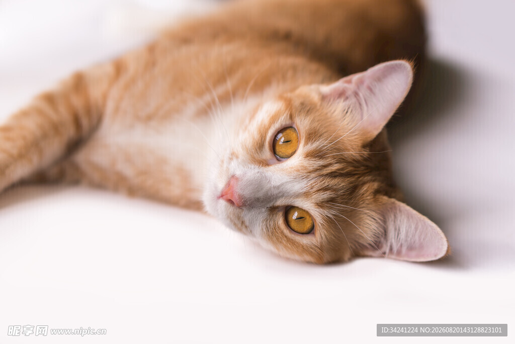 橘猫侧卧眼神灵动可爱